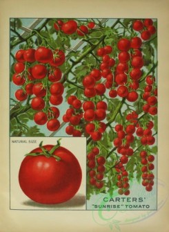 seeds_catalogs-07835 - 003-Tomato
