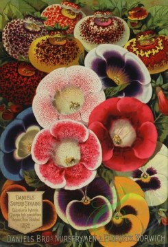seeds_catalogs-07872 - 003-calceolaria, gloxinia, Pansies