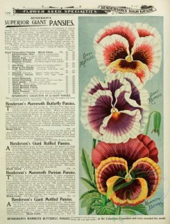 seeds_catalogs-07975 - 005-Pansy