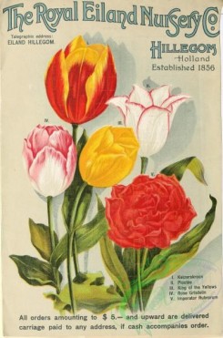seeds_catalogs-08003 - 002-Bouquet, Tulips