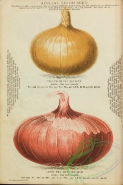 seeds_catalogs-08037 - 005-Onion