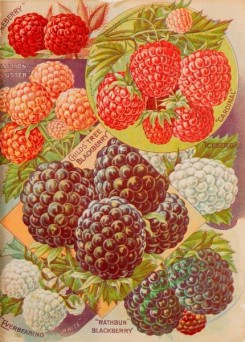 seeds_catalogs-08098 - 008-Raspberry, Blackberry
