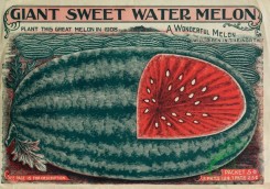 seeds_catalogs-08128 - 001-Watermelon