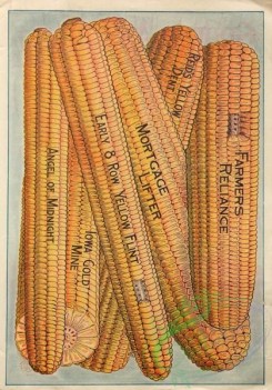 seeds_catalogs-08133 - 001-Corn