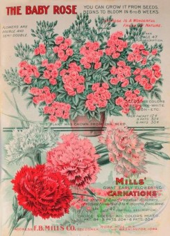 seeds_catalogs-08179 - 009-Carnation, Roses