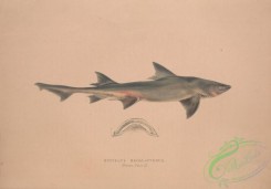 sharks-00006 - Sharptooth Houndshark
