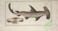 sharks-00011 - Balance Fish, squalus zygaena