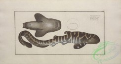 sharks-00012 - Belted Shark, squalus fasciatus