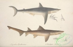 sharks-00033 - oxyrrhina spallanzanii, Smalltooth Sand Tiger