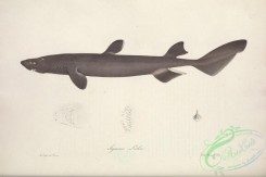sharks-00035 - scymnus lichia