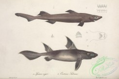 sharks-00041 - spinax niger, Angular Roughshark