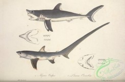 sharks-00043 - Thresher, Porbeagle