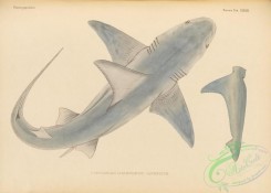 sharks-00069 - 150-carcharias (prionodon) japonicus