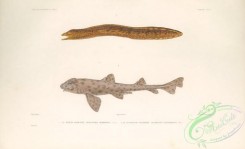 sharks-00075 - murenophis marmoreus, Galapagos Bullhead Shark, cestracion pantherinus