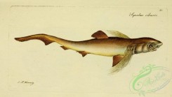 sharks-00076 - squalus ciliaris (uL)