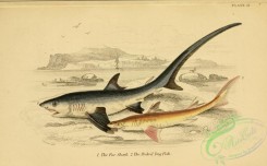 sharks-00079 - Fox Shark, Picked Dog Fish