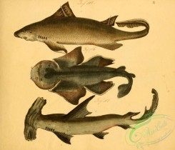 sharks-00088 - Angular Roughshark, Angelshark, Smooth Hammerhead