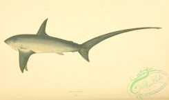 sharks-00108 - THRASHER