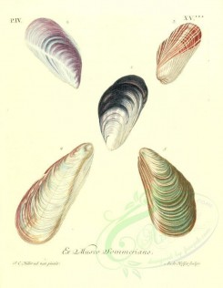 shells-01109 - image [2148x2765]