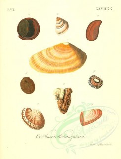 shells-01190 - image [2112x2770]