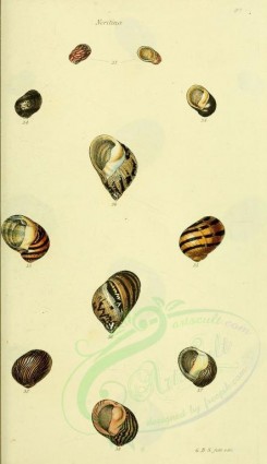 shells-01714 - image [1768x3062]