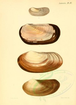 shells-03903 - image [2161x2986]