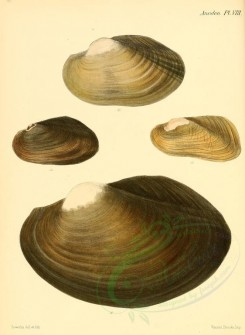 shells-05744 - image [2189x2987]