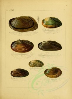 shells-07160 - image [2241x3082]