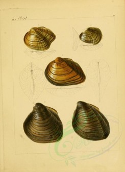 shells-07193 - image [2241x3082]