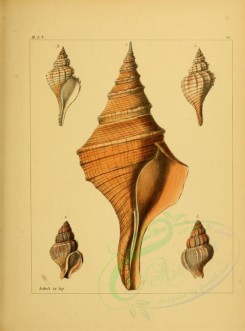 shells-08506 - image [2252x3041]