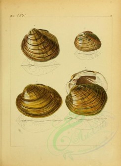 shells-09022 - image [2241x3082]
