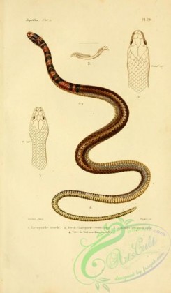snakes-00005 - enicognathe annele