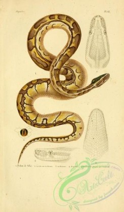 snakes-00014 - python de seba