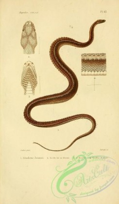 snakes-00022 - xenoderme javanais