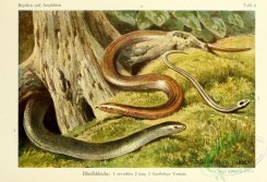 snakes-00024 - anguis fragilis
