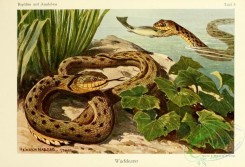 snakes-00028 - tropidonotus tesselatus