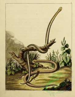 snakes-00038 - unidentified Snake, 15