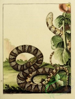 snakes-00048 - unidentified Snake, 24