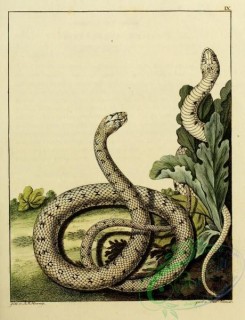 snakes-00050 - unidentified Snake, 26