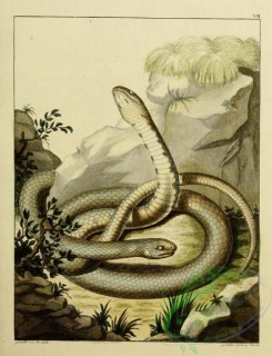 snakes-00054 - unidentified Snake, 3