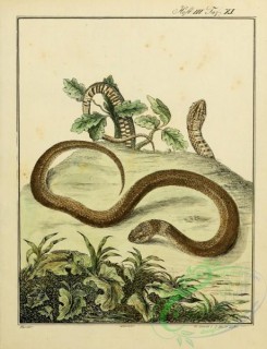 snakes-00055 - unidentified Snake, 30