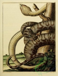 snakes-00059 - unidentified Snake, 7