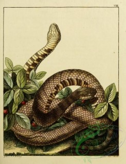 snakes-00061 - unidentified Snake, 9