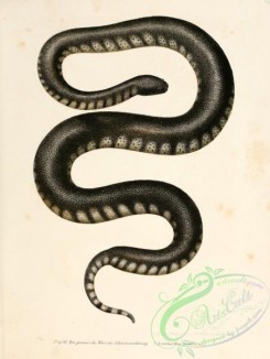 snakes-00064 - acrochordus javanicus