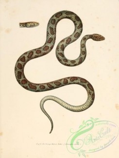 snakes-00065 - ailurophis vivan