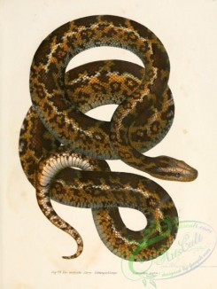 snakes-00069 - atrophis tigris