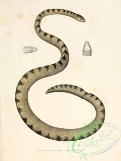 snakes-00086 - hydrophis hibridus