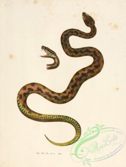 snakes-00088 - pelias berus