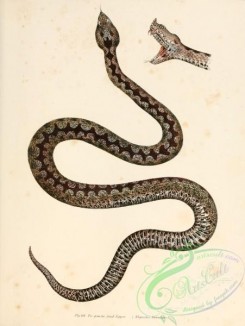snakes-00092 - rhynechis ammodytes