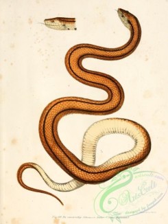 snakes-00093 - simus baumannii